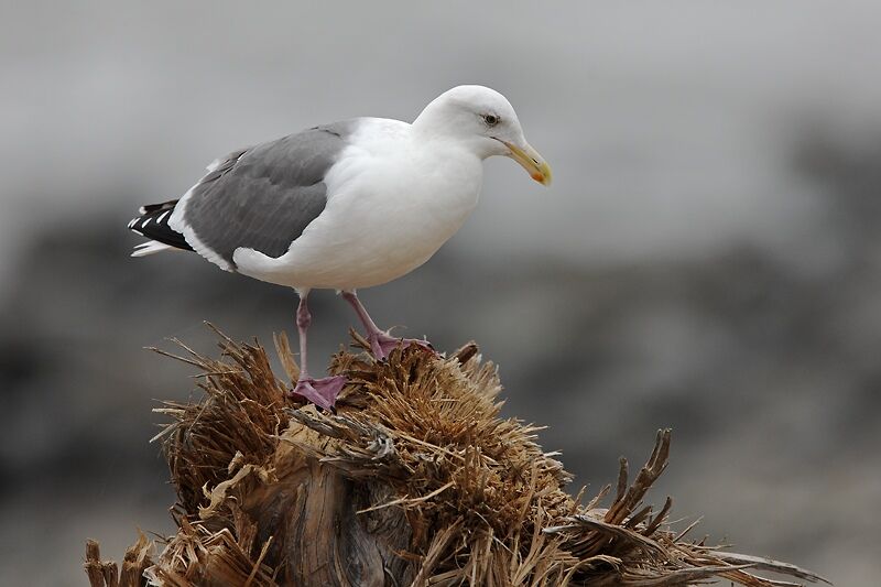 Western Gull