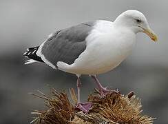 Western Gull