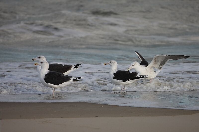 Great Black-backed Gull