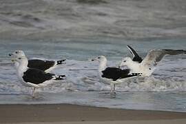 Great Black-backed Gull