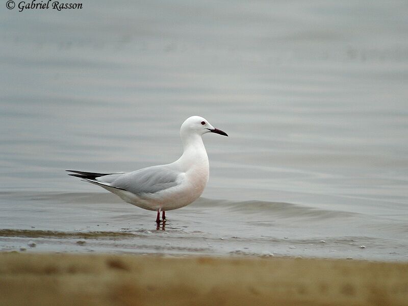 Slender-billed Gull