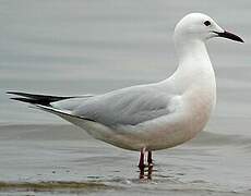 Slender-billed Gull