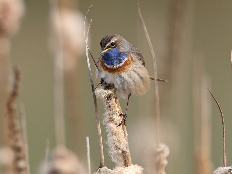 Bluethroat