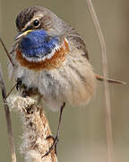 Bluethroat