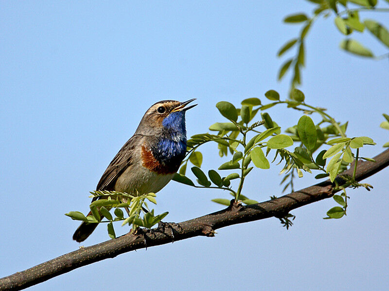 Bluethroat