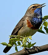 Bluethroat