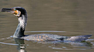 Great Cormorant