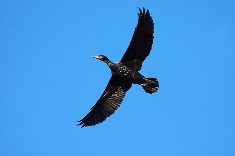 Great Cormorant