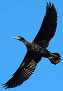 Great Cormorant