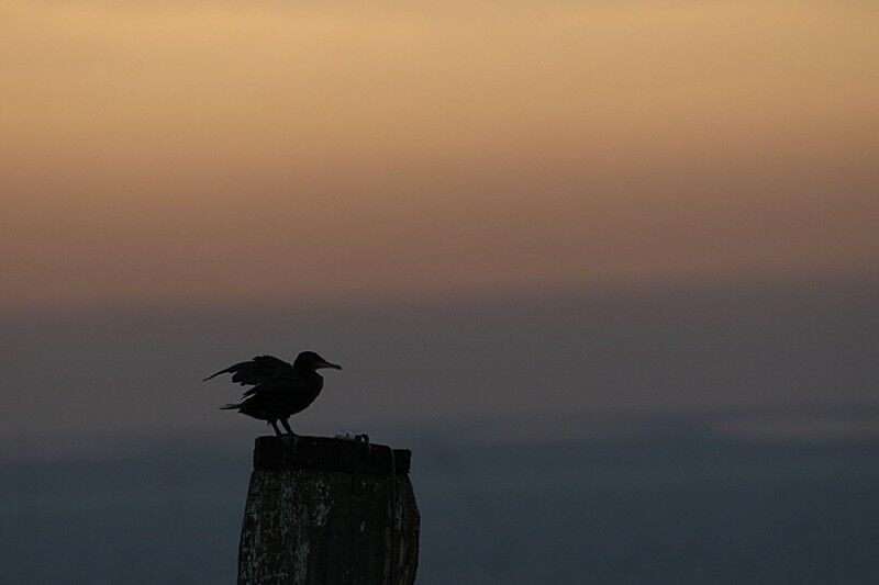 Great Cormorant