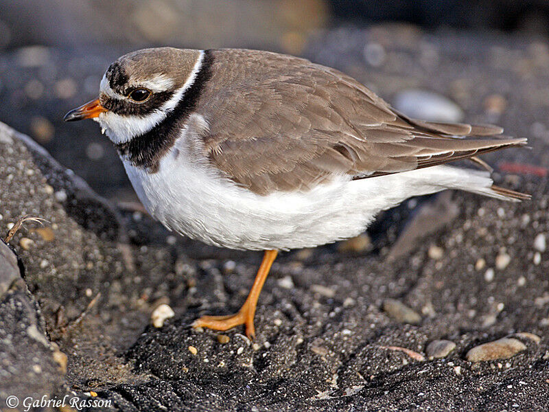 Common Ringed Plover