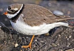 Common Ringed Plover