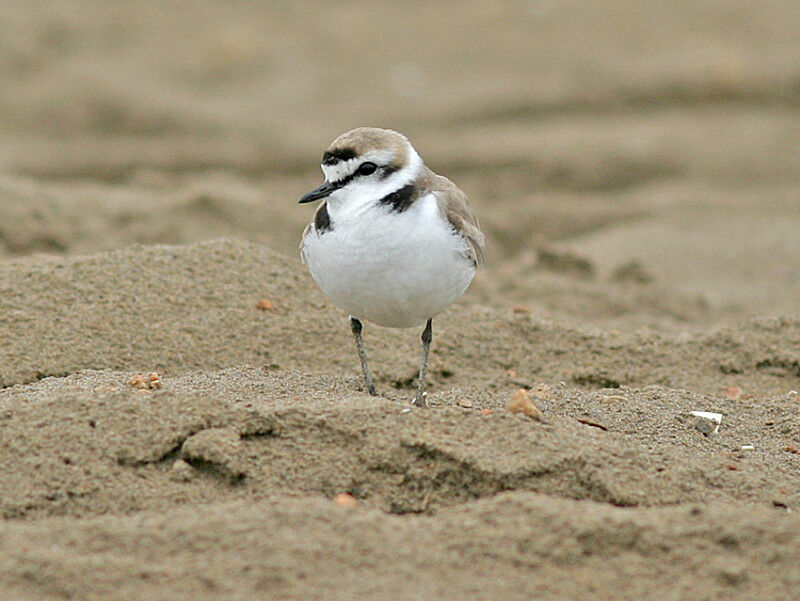 Kentish Plover