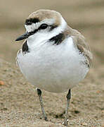 Kentish Plover