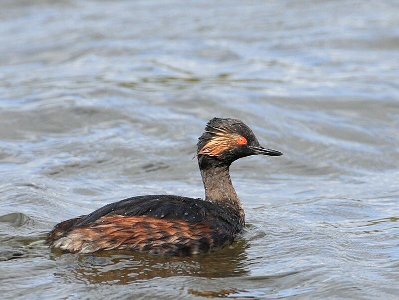 Black-necked Grebe