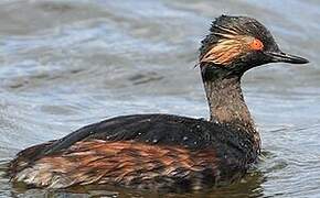 Black-necked Grebe