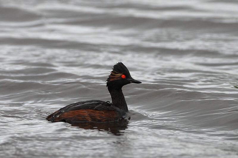 Black-necked Grebe