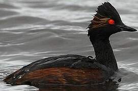 Black-necked Grebe