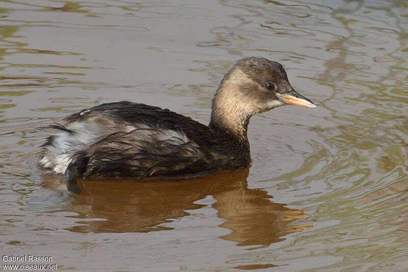 Grèbe castagneux1ère année, identification