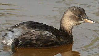 Little Grebe