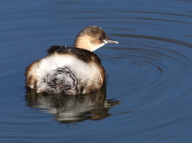 Little Grebe