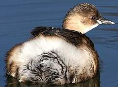 Little Grebe