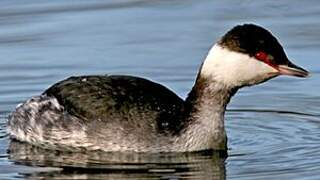 Horned Grebe