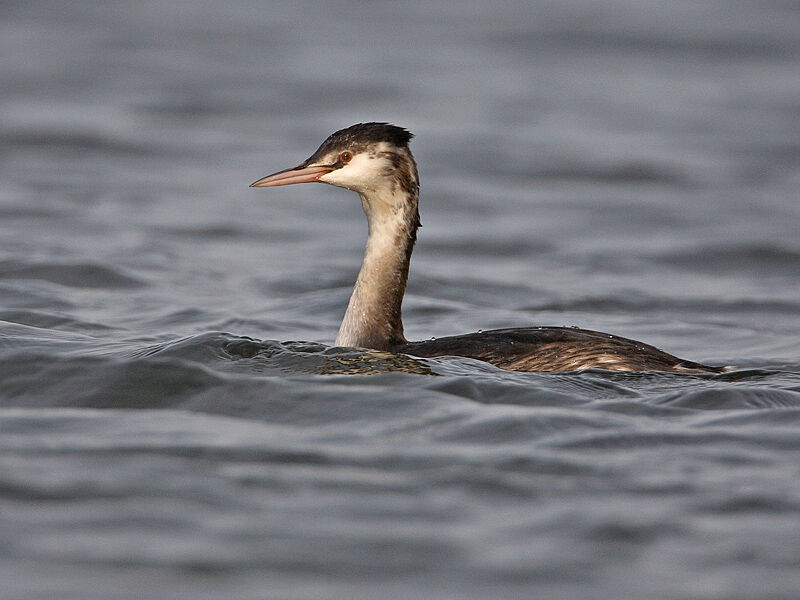 Great Crested Grebe