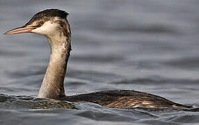 Great Crested Grebe