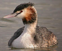 Great Crested Grebe