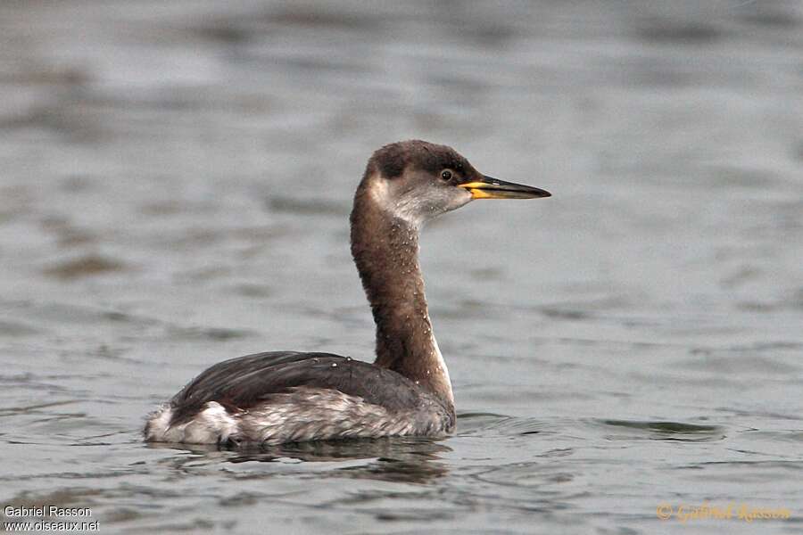 Red-necked Grebeadult post breeding, identification