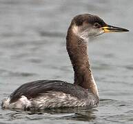 Red-necked Grebe