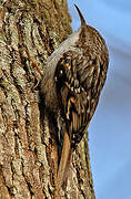 Short-toed Treecreeper