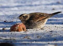 Dusky Thrush