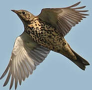 Mistle Thrush