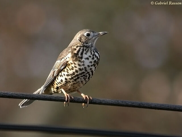 Mistle Thrush