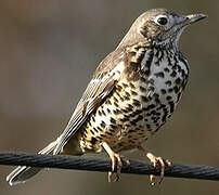 Mistle Thrush