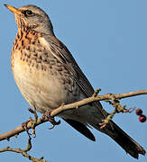 Fieldfare