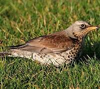 Fieldfare