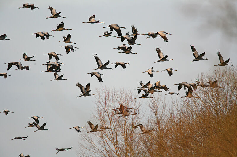 Common Crane