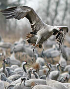 Common Crane