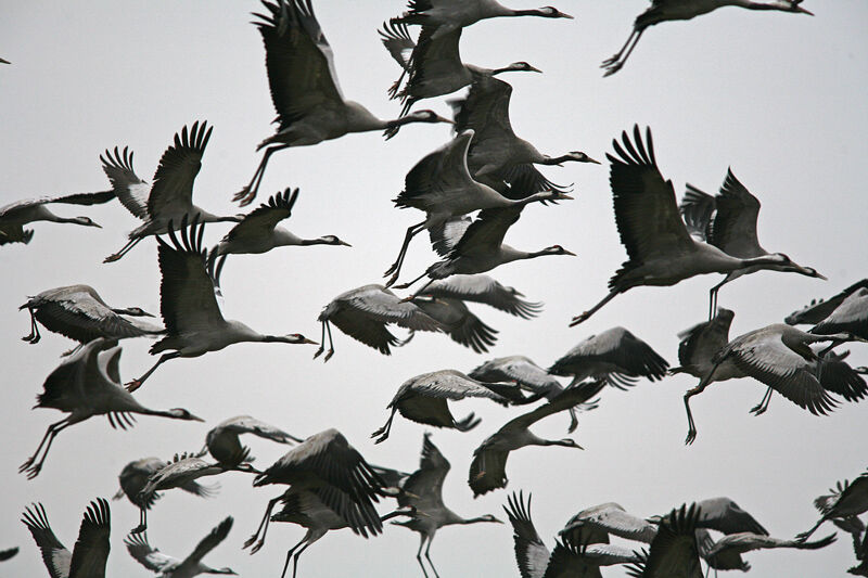 Common Crane