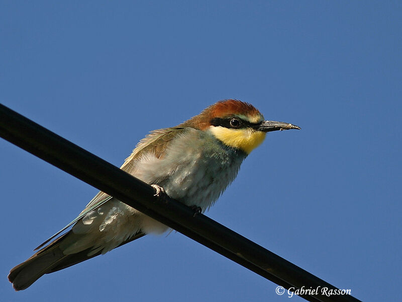 European Bee-eater