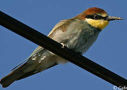 European Bee-eater