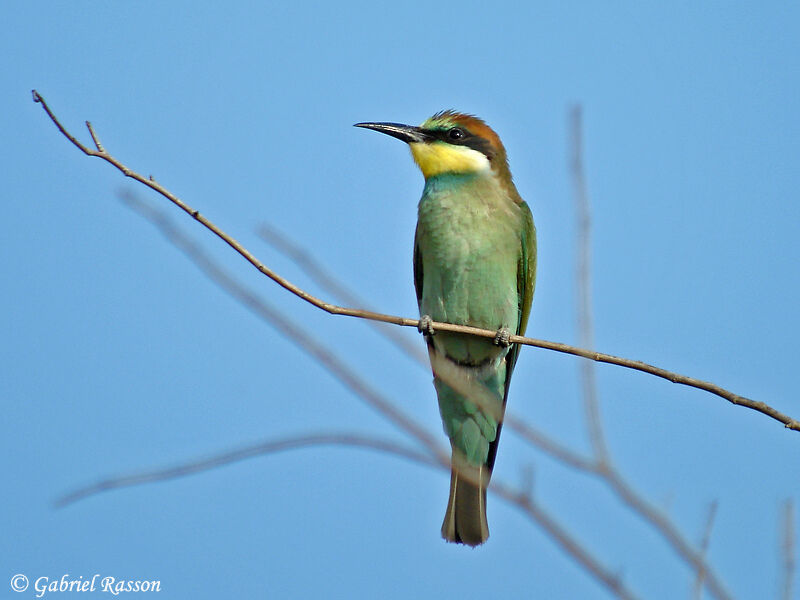 European Bee-eater