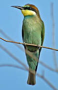 European Bee-eater