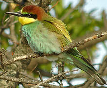 European Bee-eater