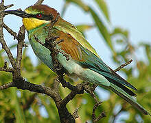 European Bee-eater