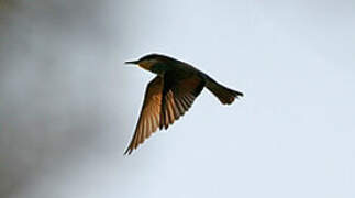 European Bee-eater