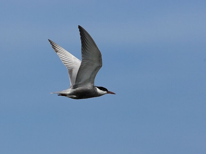 Whiskered Tern